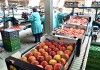 Россельхознадзор пригрозил Швейцарии продуктовым эмбарго из-за яблок