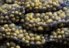 Россельхознадзор запретил импорт картофеля из некоторых регионов Египта