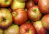 Россельхознадзор не пустил в страну более 174 тонн яблок из Европы