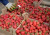 Крупнейший российский производитель клубники начал сдерживать сбор урожая