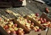 Россельхознадзор направил на уничтожение 28 тонн польских яблок и томатов в Москве