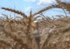РФ может в 2016 г нарастить экспорт зерна в Китай в 2 раза