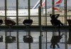 Сотрудники Air France в Париже нашли в шасси прибывшего самолета труп