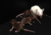 Ученые вырастили самца мыши без мужской Y-хромосомы