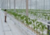 В Хабаровском крае за год площадь теплиц увеличилась в 10 раз